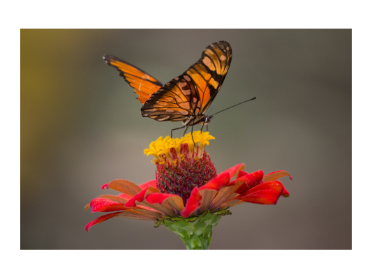 Photo de Leonardo Jarro provenant de Pexels - Courage #1