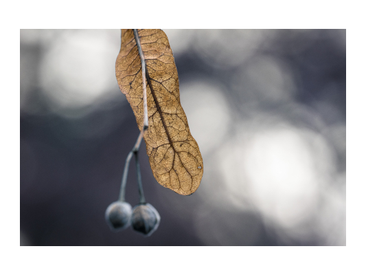 Photo de Uwe Nake provenant de Pexels - Courage #5